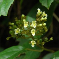 Premna procumbens Moon
